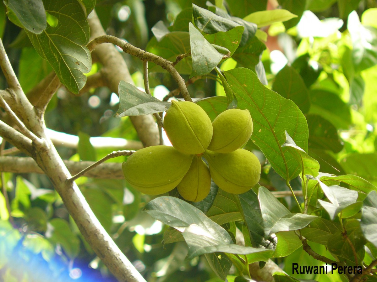 Sterculia balanghas L.